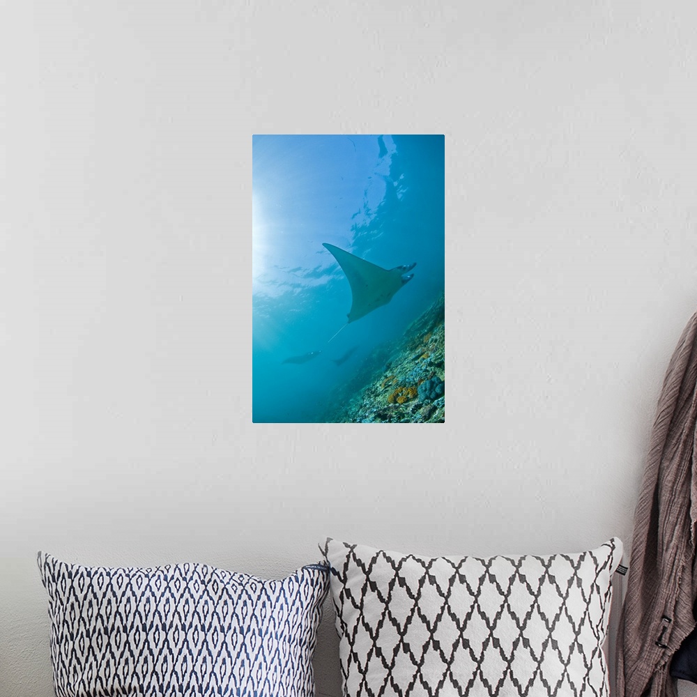 A bohemian room featuring Group of manta rays in blue water, Komodo, Indonesia.