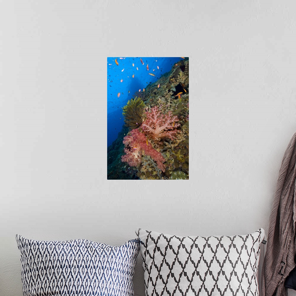 A bohemian room featuring Red soft coral with crinoid and anthias fish, Papua New Guinea.