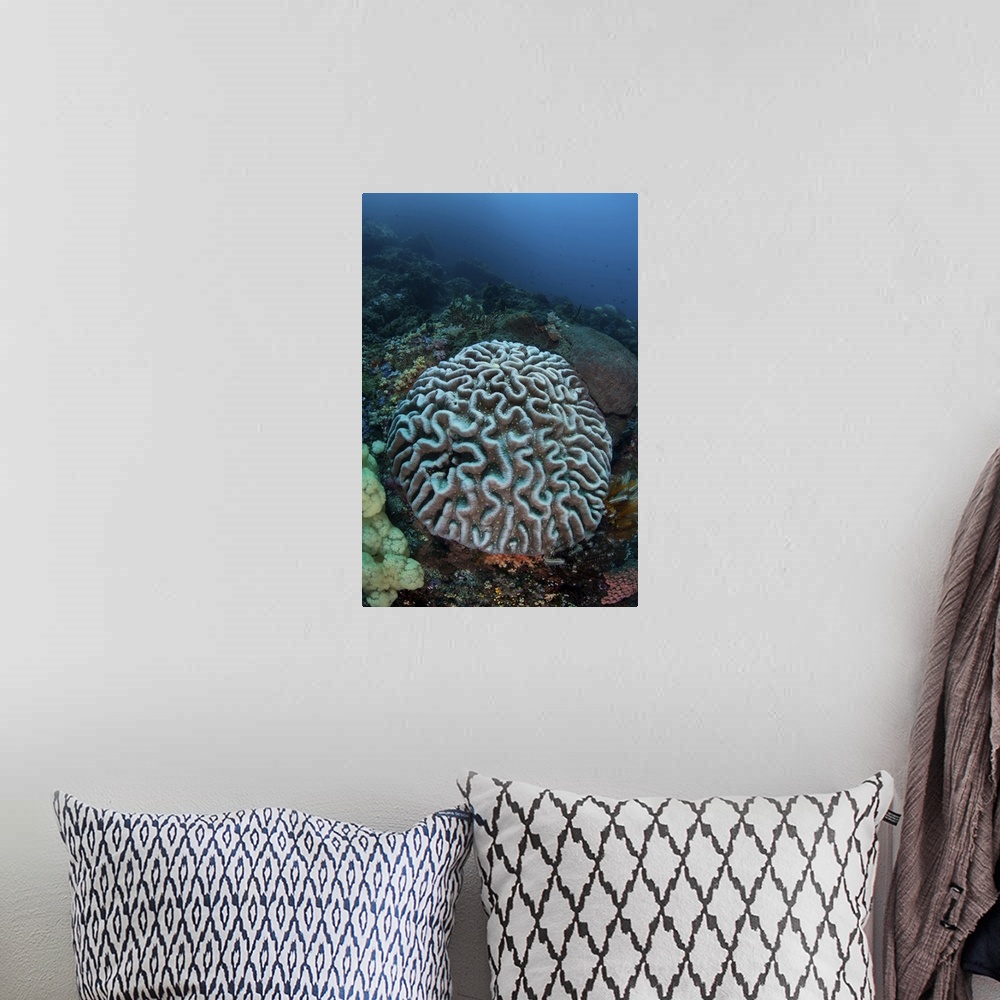 A bohemian room featuring Stony coral on a reef in Sulawesi, Indonesia.