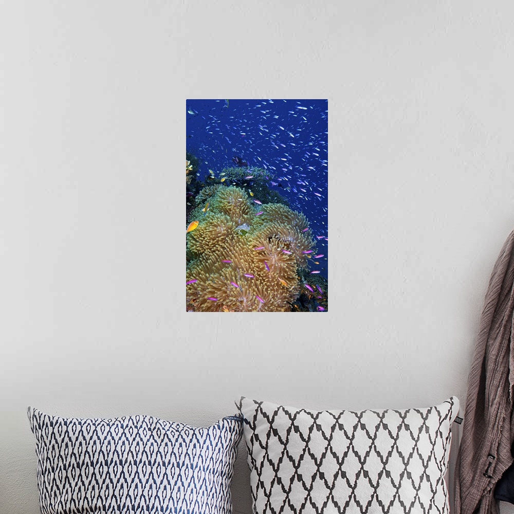 A bohemian room featuring Swarms of small baitfish swim above a large sea anenome, Fiji.