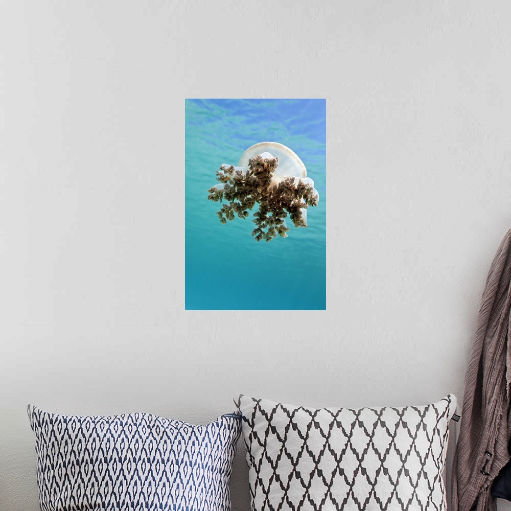 A bohemian room featuring Upside down jellyfish in Caribbean Sea.