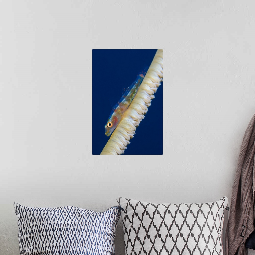 A bohemian room featuring Whip-coral goby on common wire coral.