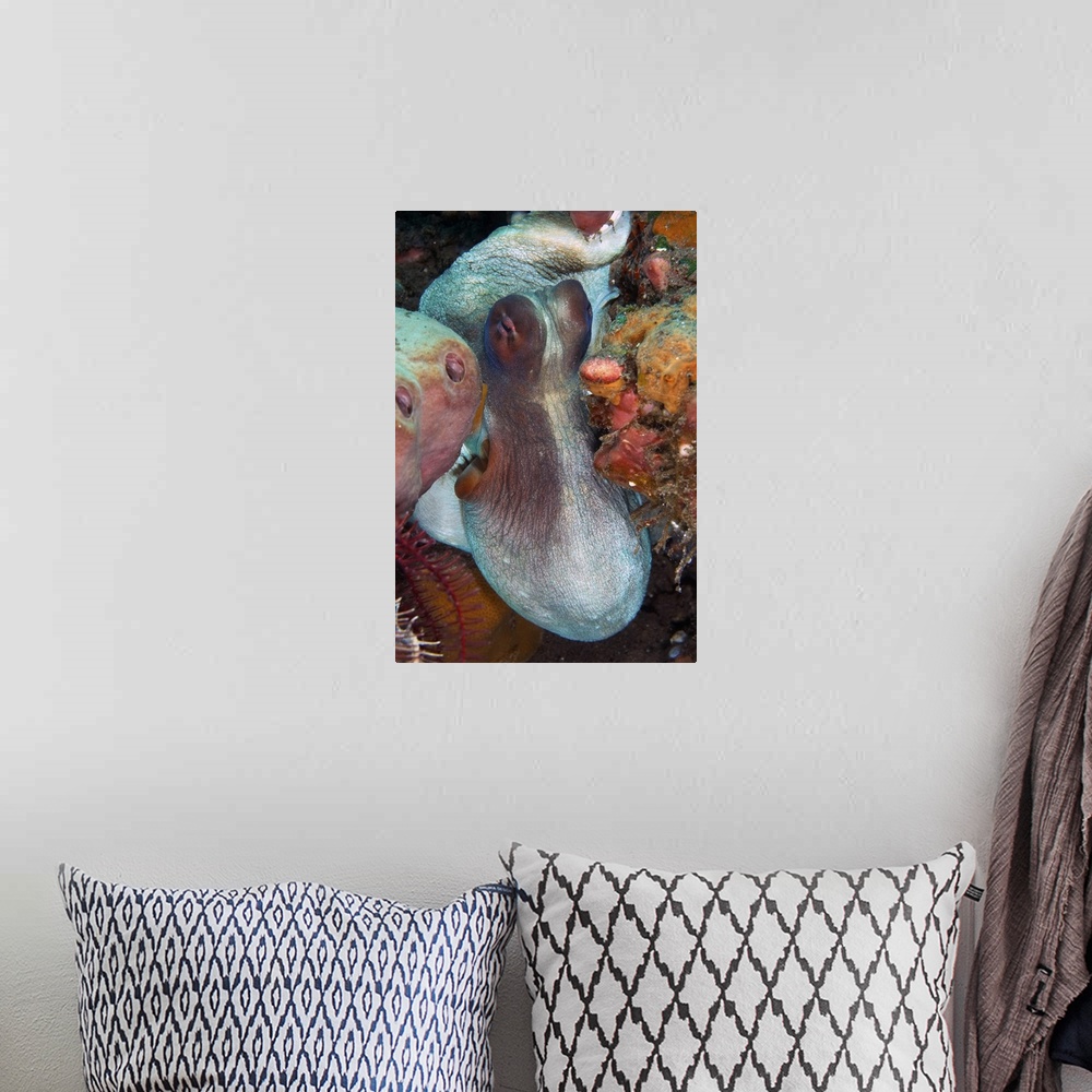 A bohemian room featuring White and red octopus squeezing through sponges, Bali, Indonesia.