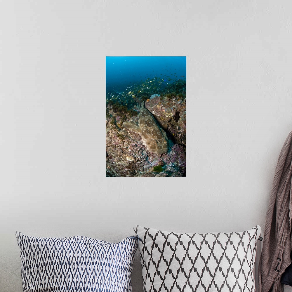 A bohemian room featuring Wobbegong shark and cardinalfish, Byron Bay, Australia.