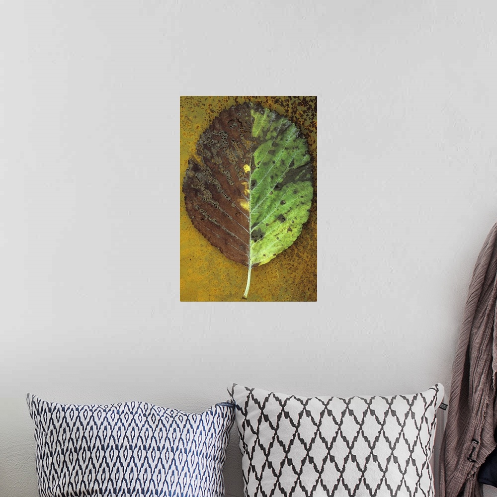 A bohemian room featuring Close up of back of autumn leaf of Whitebeam or Sorbus aria tree with exactly one half pale green...