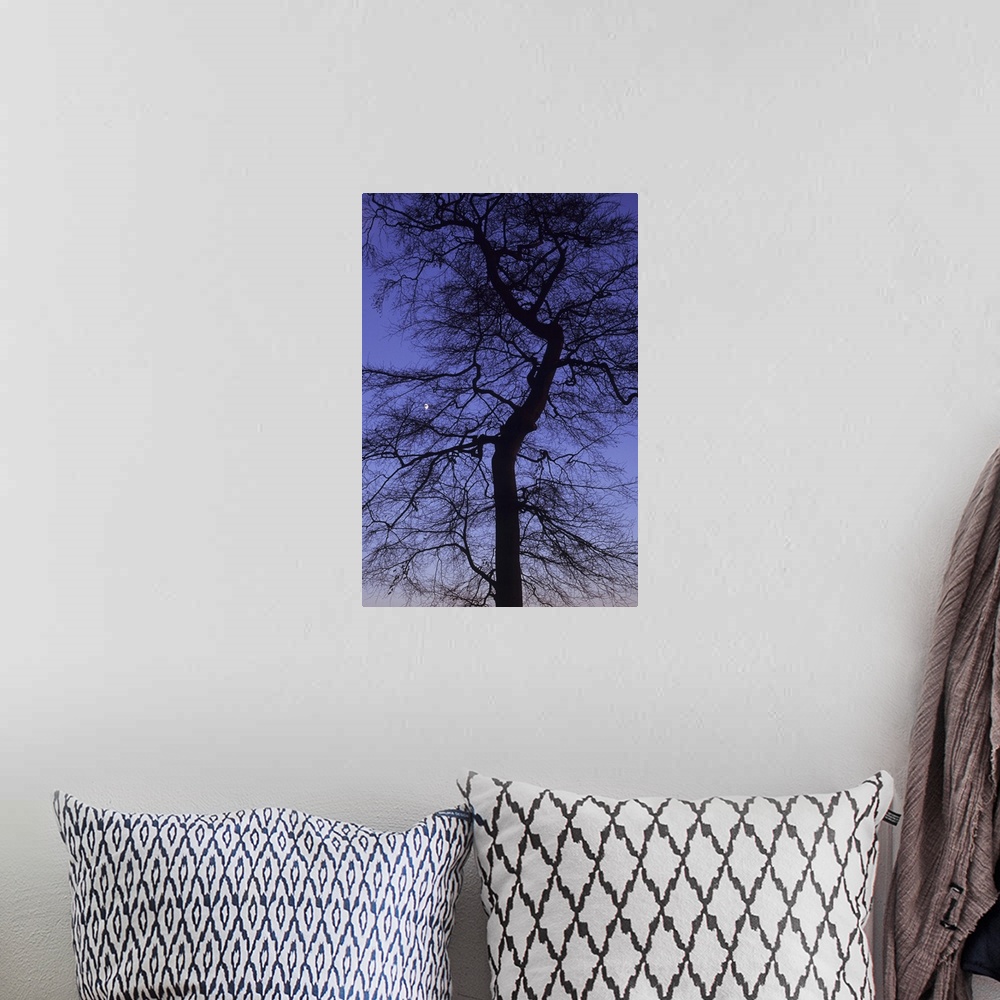 A bohemian room featuring Bare winter Common beech or Fagus sylvatica tree silhouetted against pink to purple evening sky w...