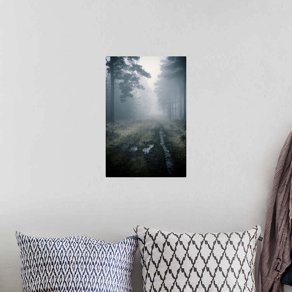 A bohemian room featuring Forest track in the mist