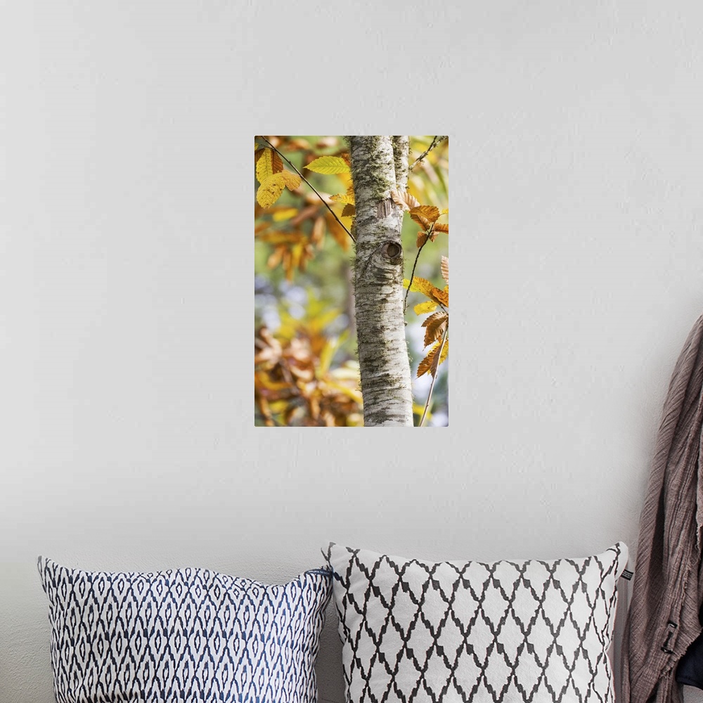 A bohemian room featuring Chestnut leaves in the fall