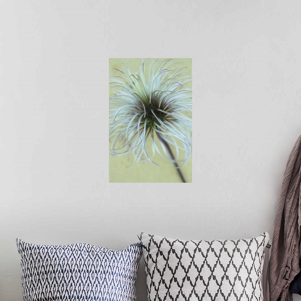 A bohemian room featuring Fluffy seedhead of Clematis Frances Rivis lying on antique paper