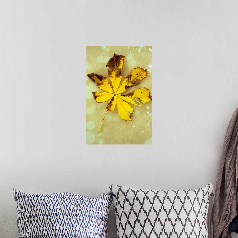 A bohemian room featuring Yellow and brown autumn leaf of Horse chestnut or Aesculus hippocastanum tree lying on antique paper