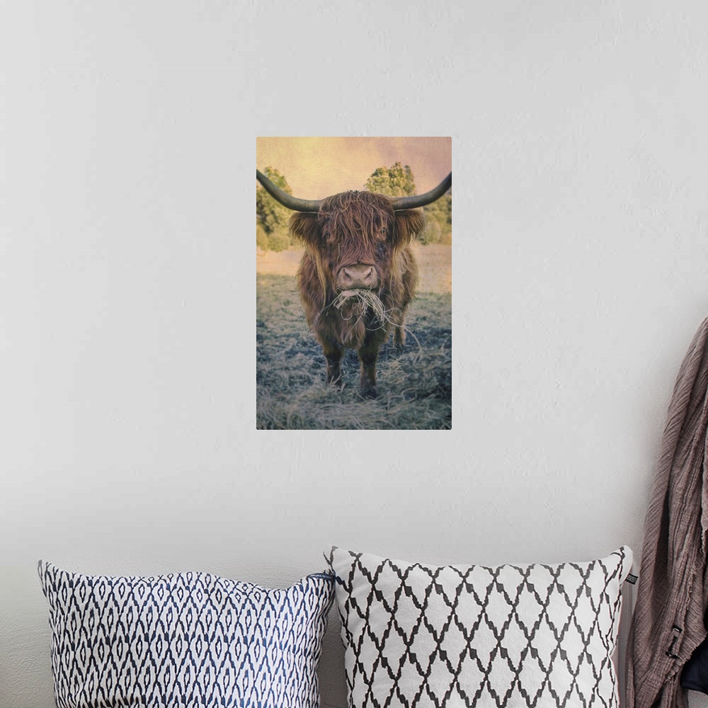 A bohemian room featuring Hungry Highland Cattle