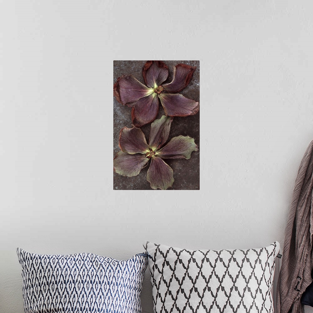 A bohemian room featuring Two purple dried flowers of Lenten rose or Helleborus orientalis lying on tarnished metal