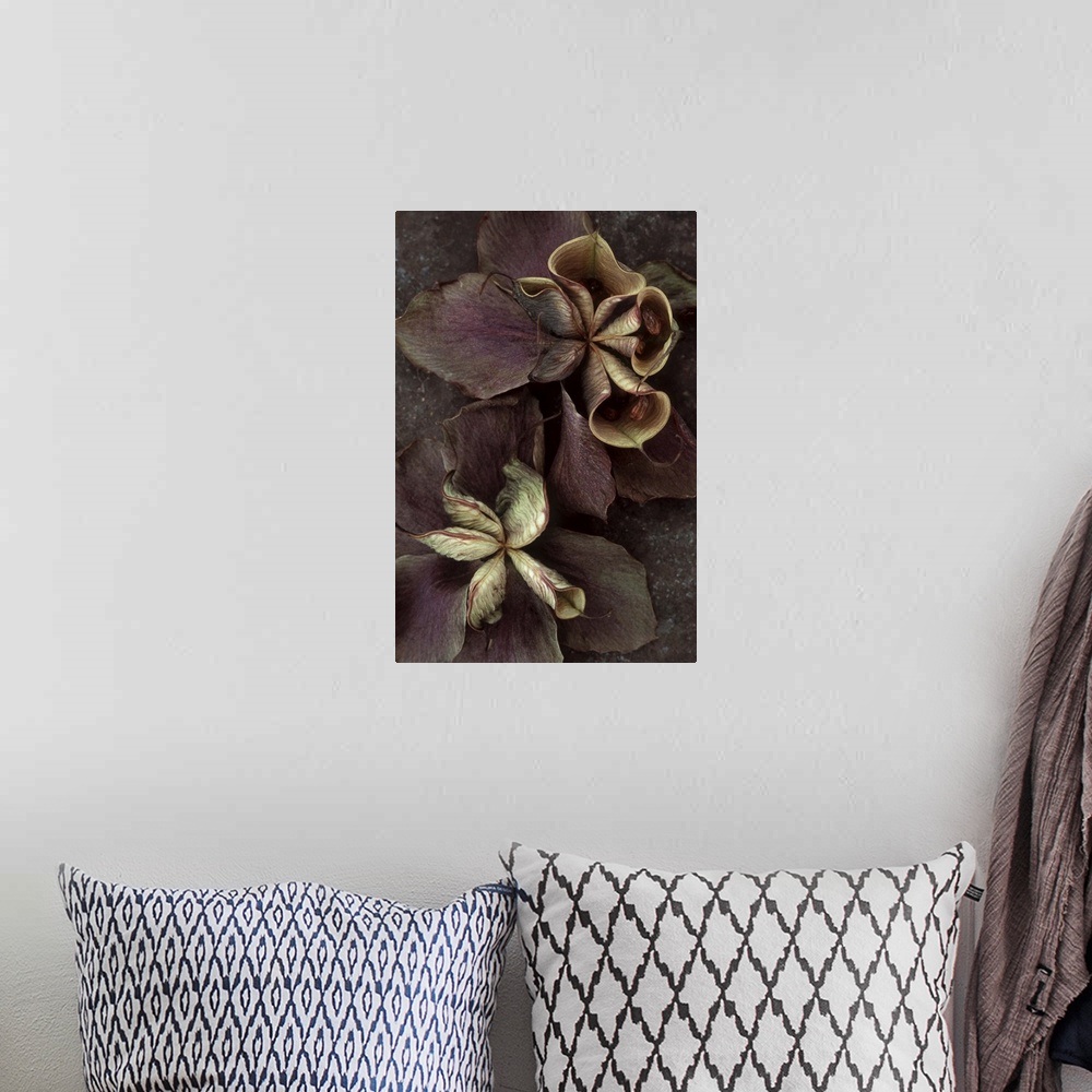 A bohemian room featuring Two purple dried flowers of Lenten rose or Helleborus orientalis with bursting seedpods lying on ...