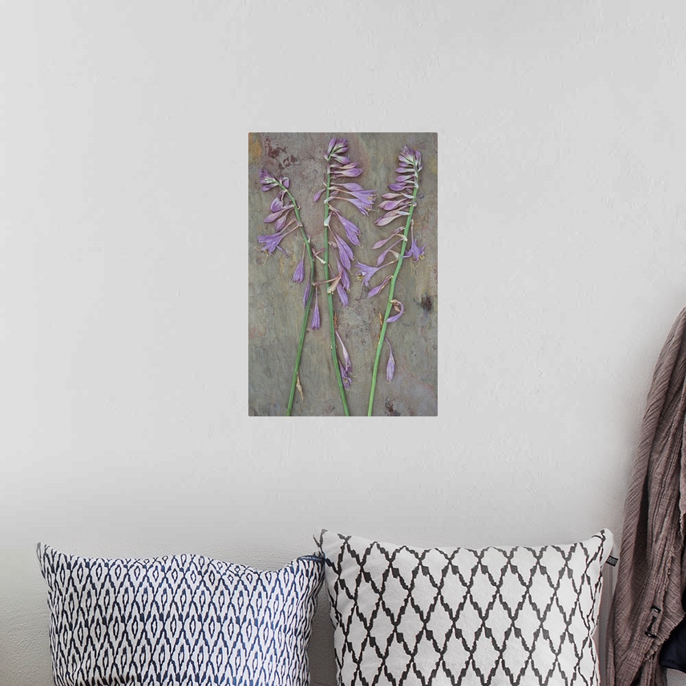 A bohemian room featuring Three dried stems of lilac coloured flowers of Plantain lily or Hosta fortunei Albopicta lying on...
