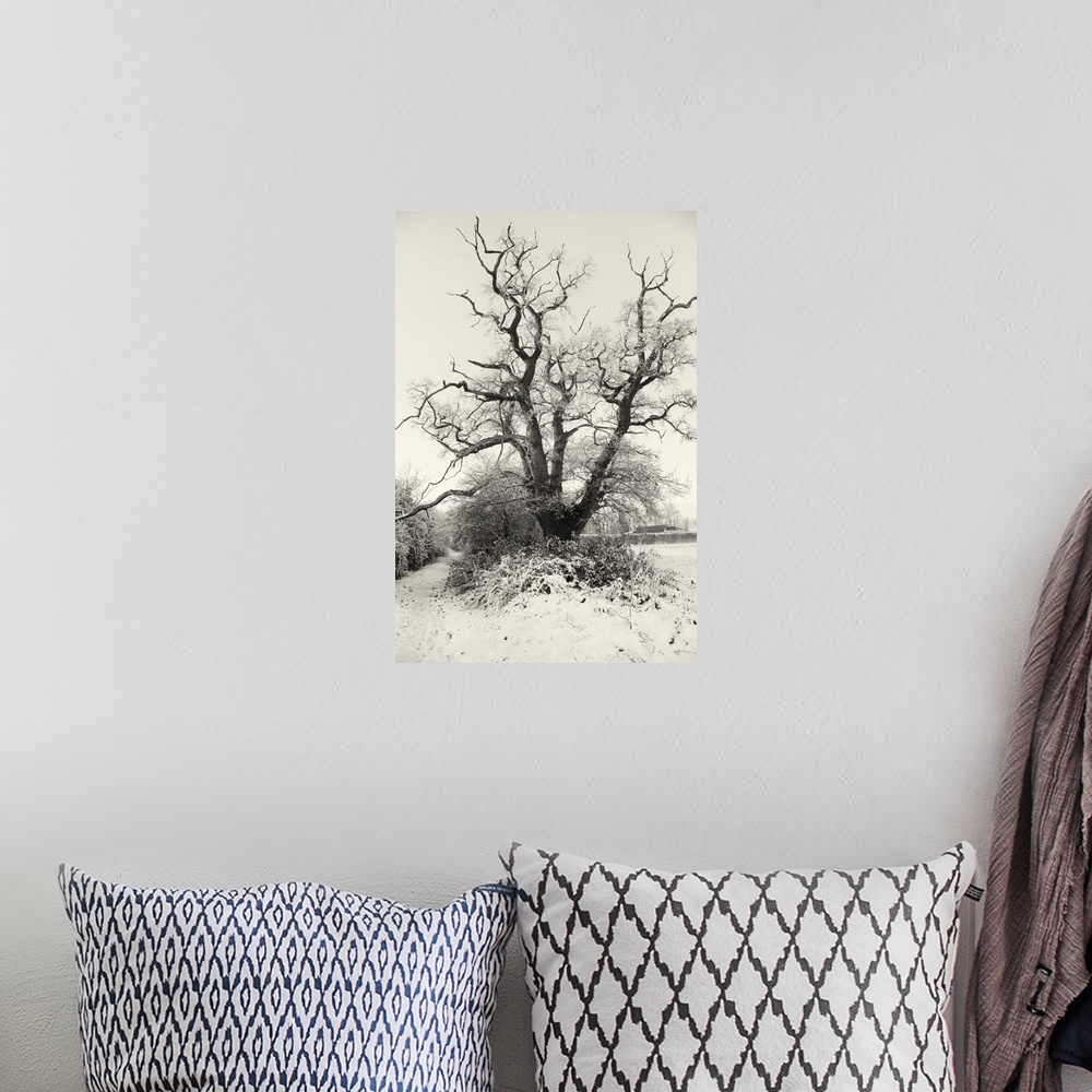 A bohemian room featuring Countryside scenery in winter with field and trees.