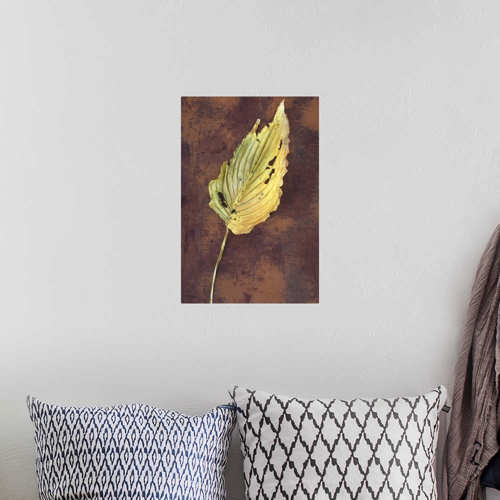 A bohemian room featuring Large dried yellow leaf and stalk of Hosta fortunei Albopicta plant with insect bites lying on sc...
