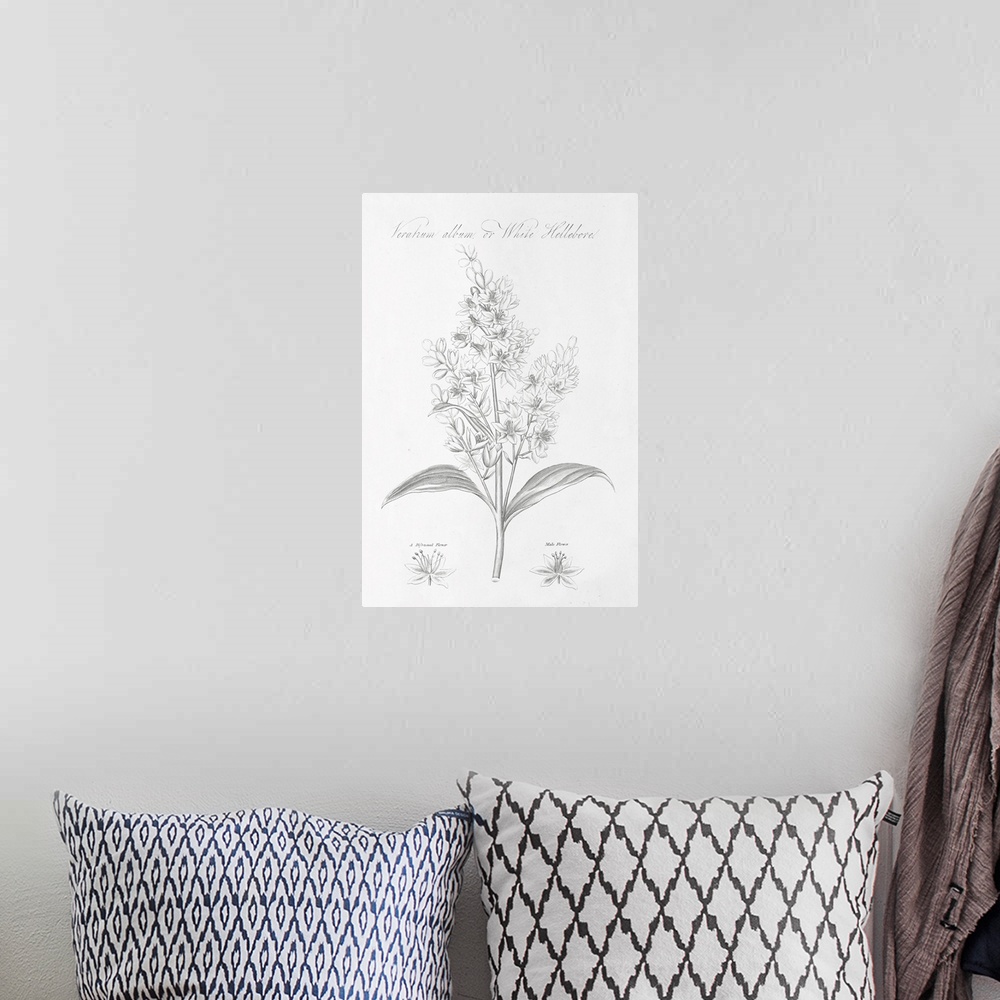 A bohemian room featuring Decorative artwork of a botanical diagram of White Hellebore.