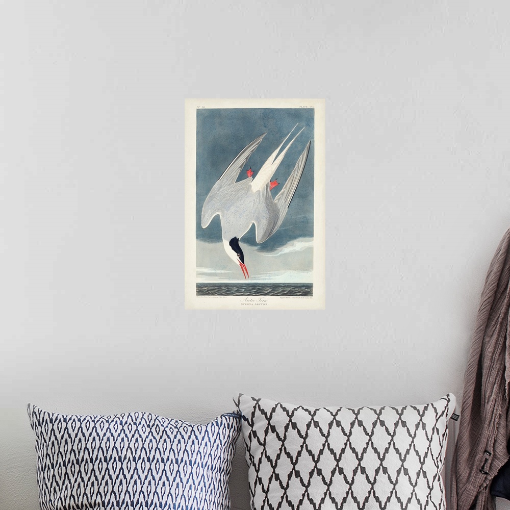 A bohemian room featuring Arctic Tern