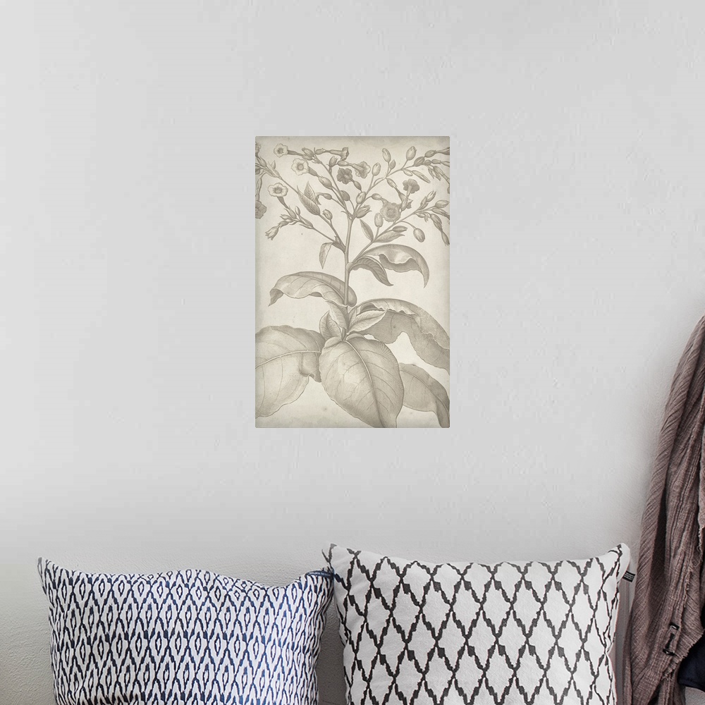 A bohemian room featuring Vintage-inspired botanical illustration.