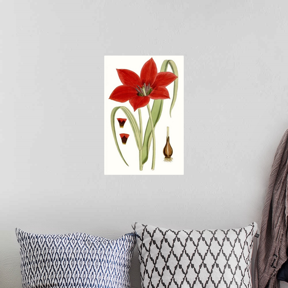 A bohemian room featuring Curtis Tulips IV