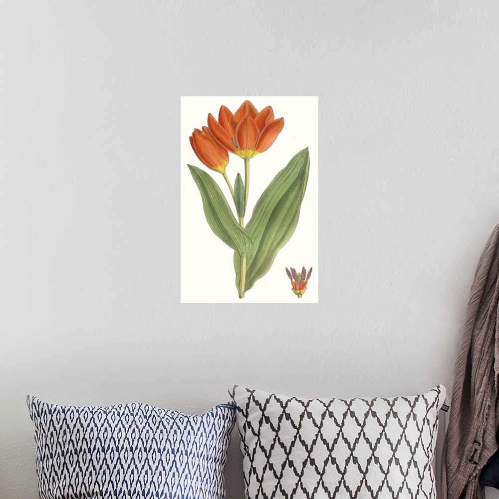 A bohemian room featuring Curtis Tulips IX