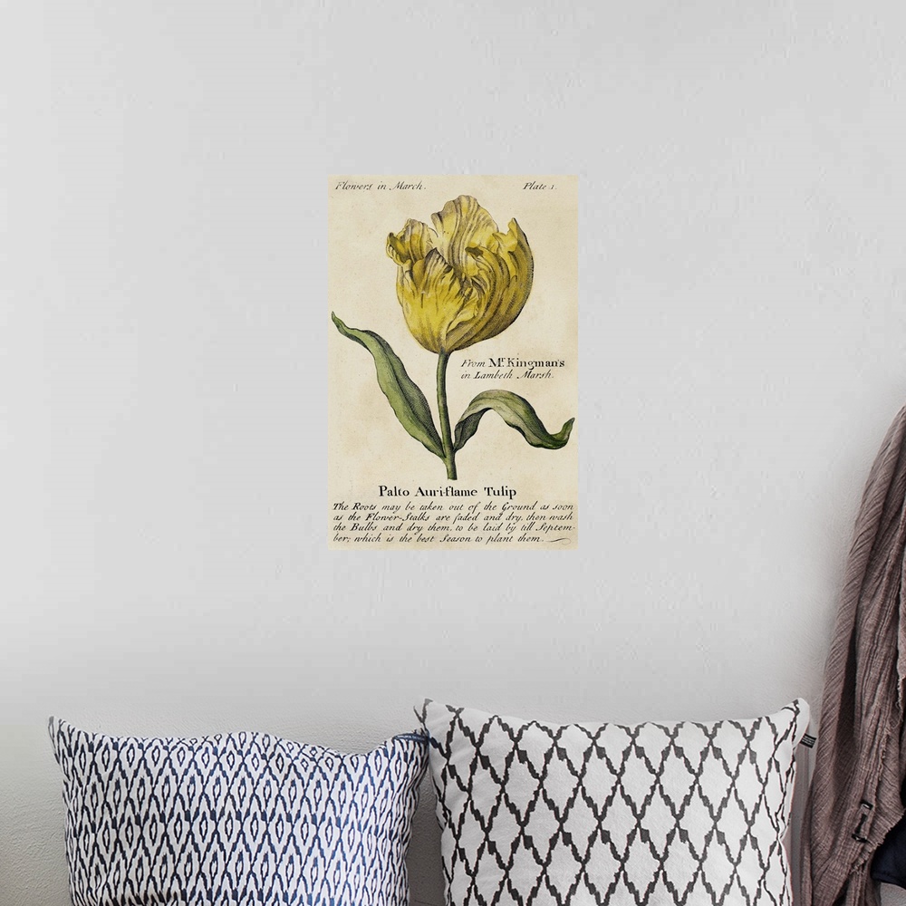A bohemian room featuring Vintage stylized botanical illustration for a guide to gardening.