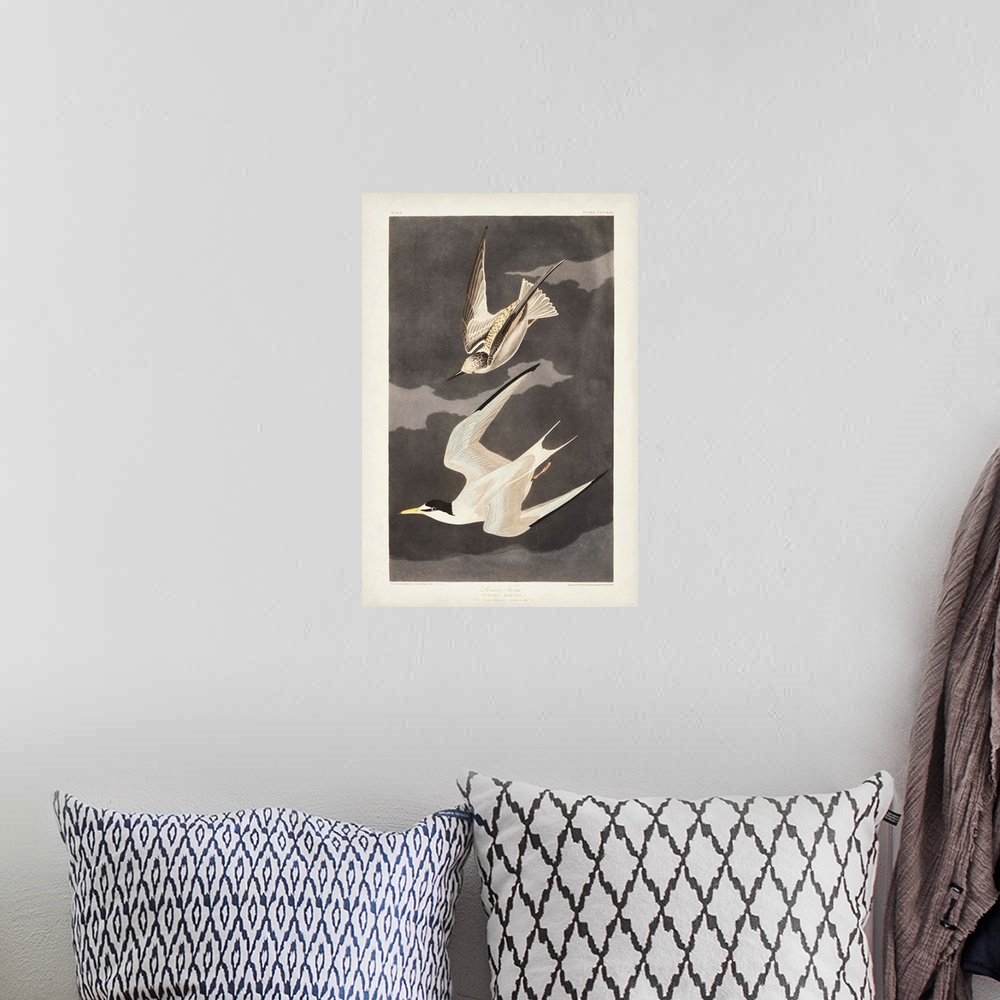 A bohemian room featuring Lesser Tern
