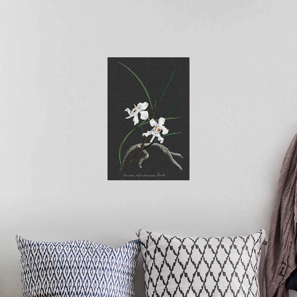 A bohemian room featuring Orchid on Slate II