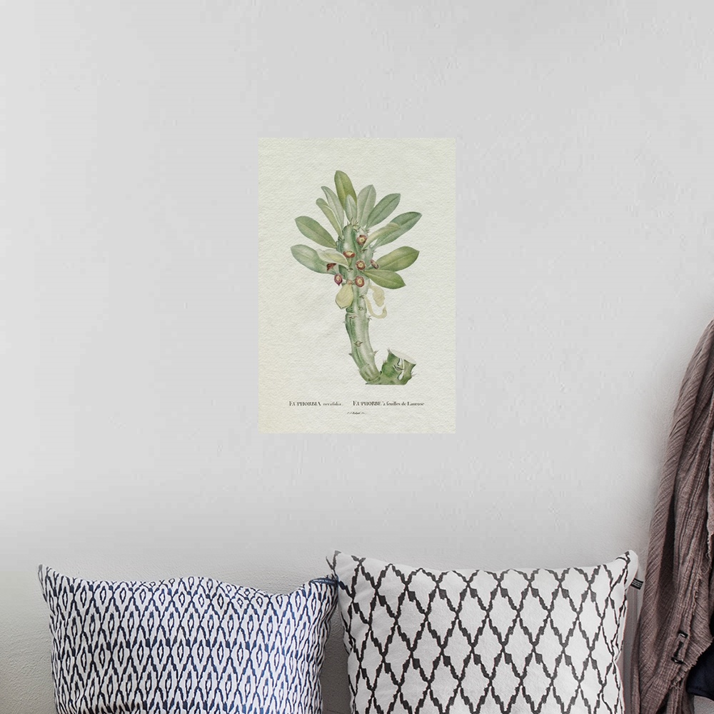 A bohemian room featuring Redoute Succulent VI