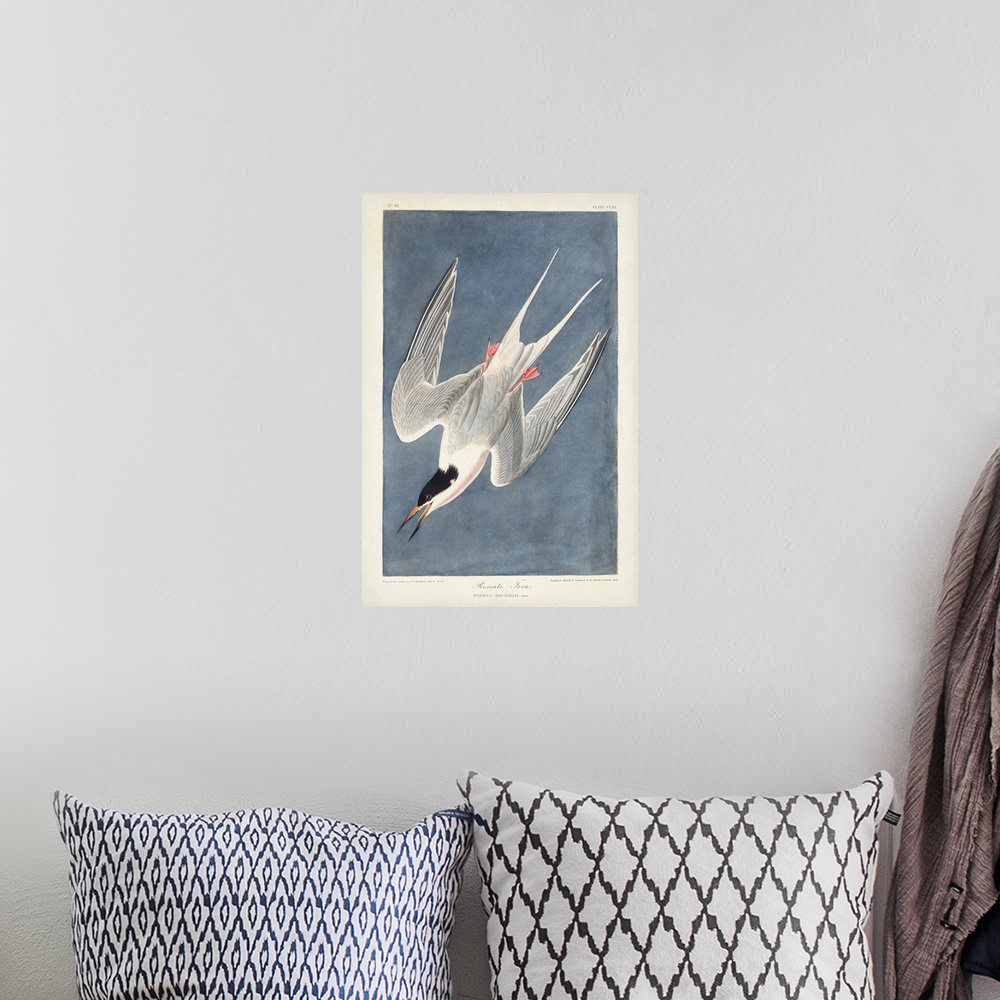 A bohemian room featuring Roseate Tern