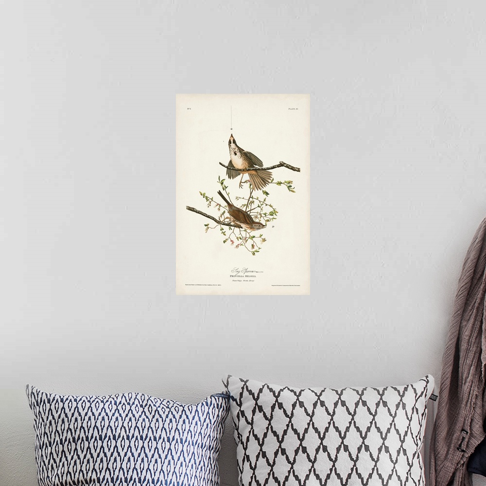 A bohemian room featuring Song Sparrow