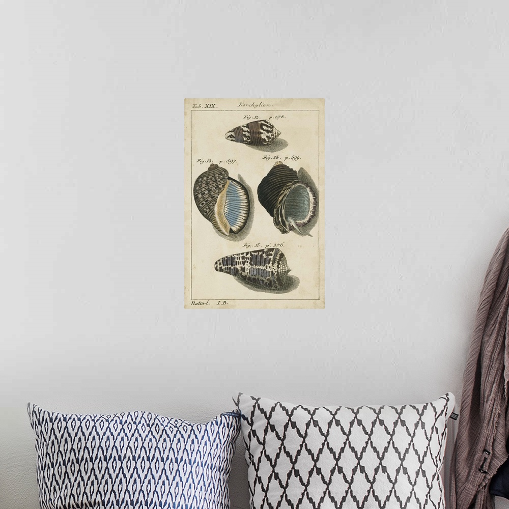 A bohemian room featuring Vintage Shell Study III