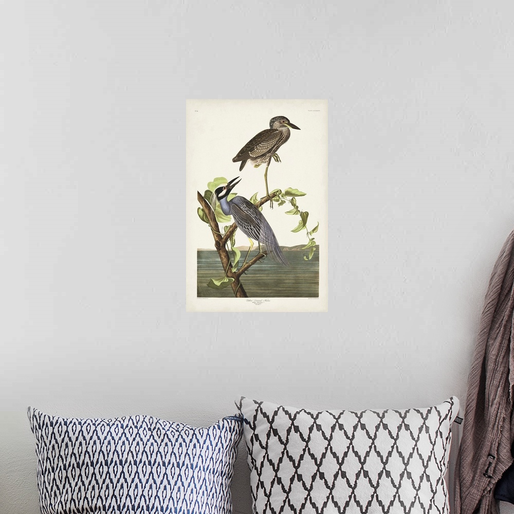A bohemian room featuring Yellow-Crowned Heron