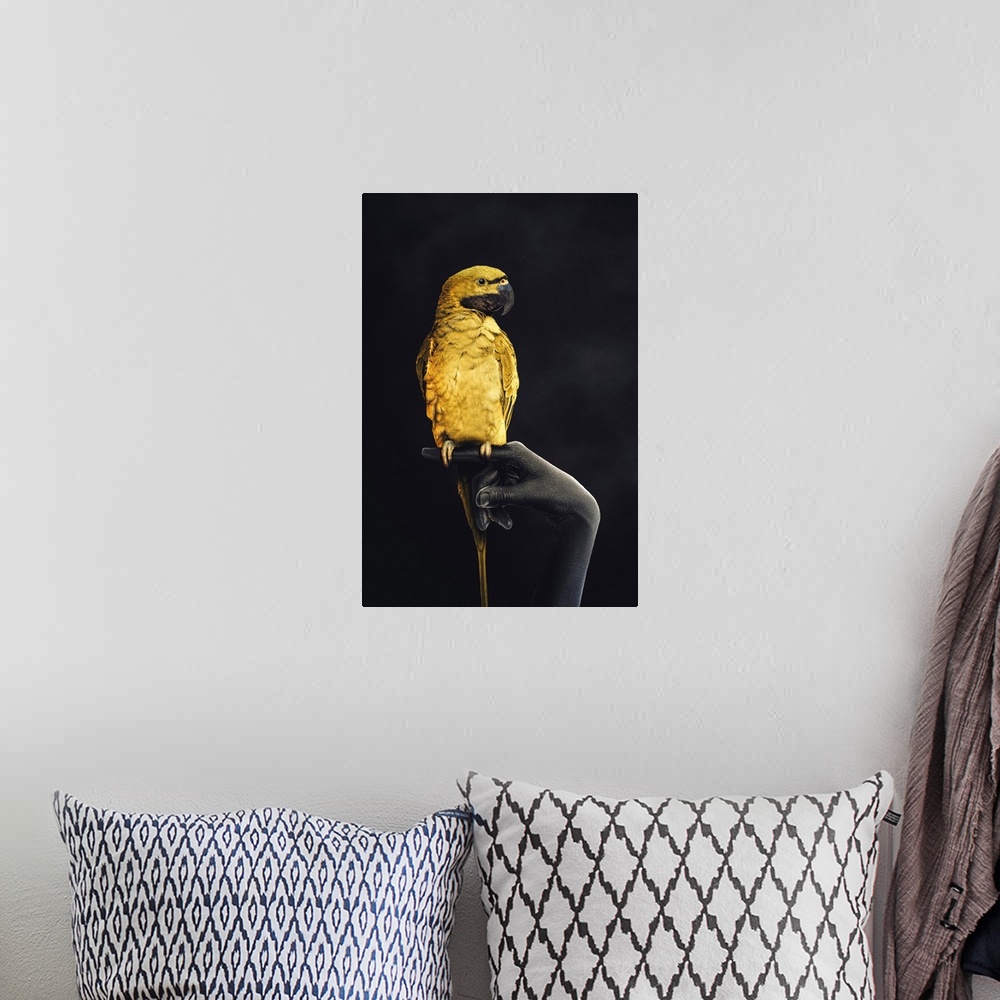 A bohemian room featuring Golden Parrot