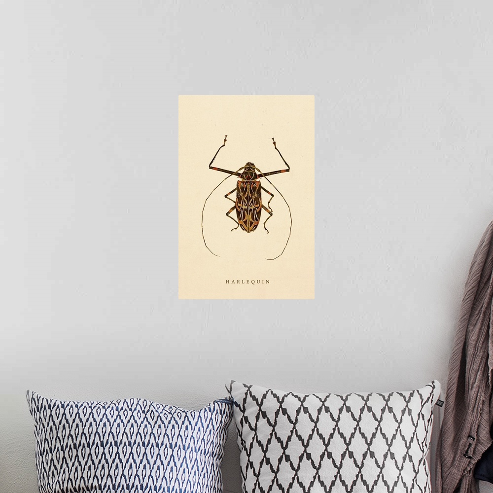 A bohemian room featuring Harlequin Beetle