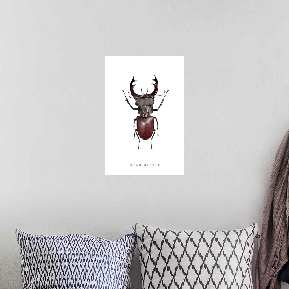 A bohemian room featuring Stag Beetle