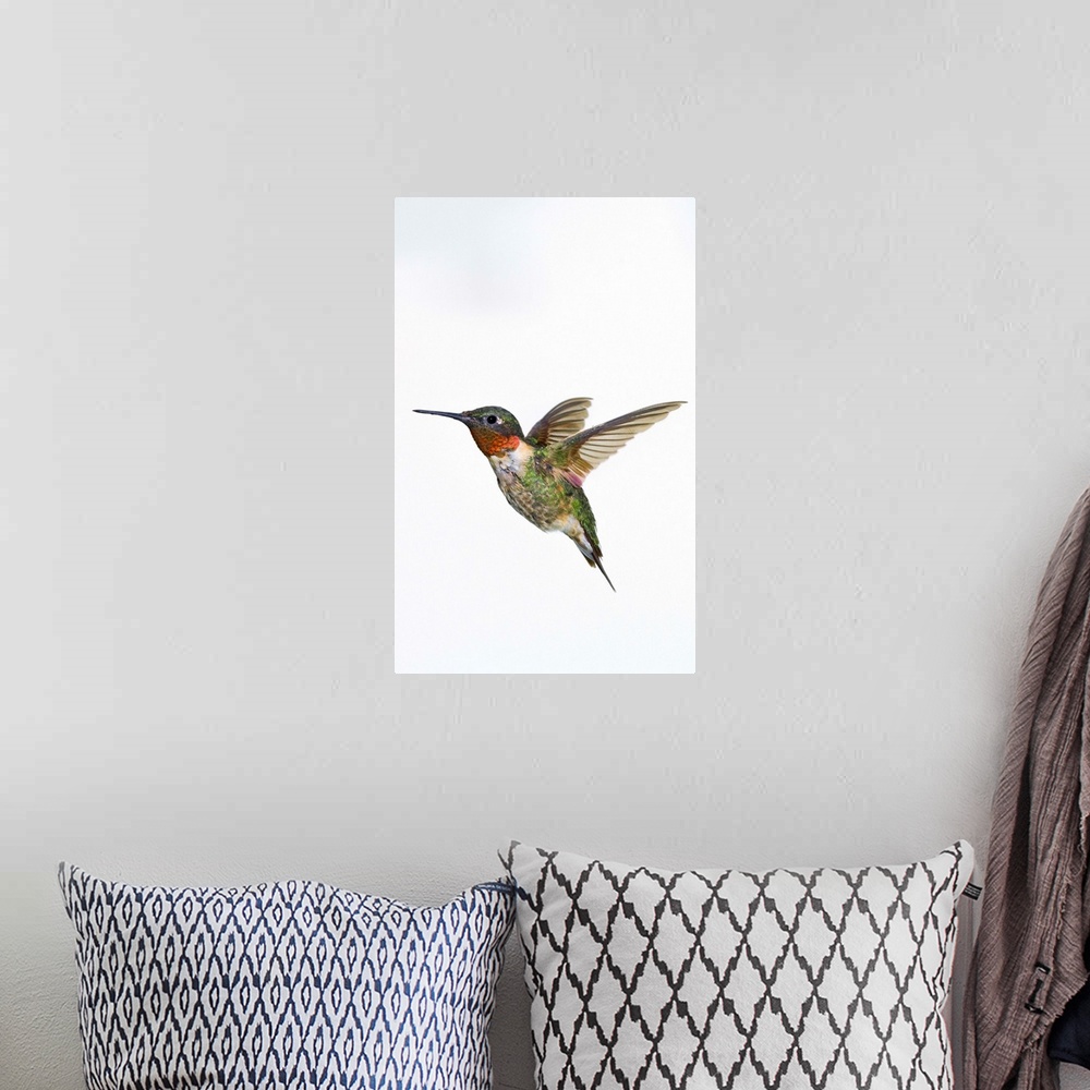 A bohemian room featuring Ruby-Throated Hummingbird