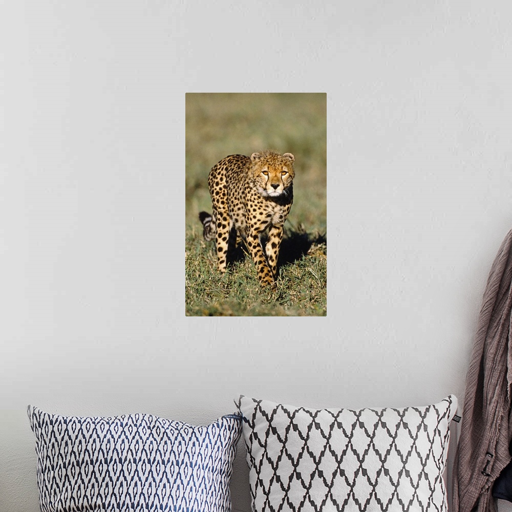 A bohemian room featuring Stalking Cheetah Tanzania Africa