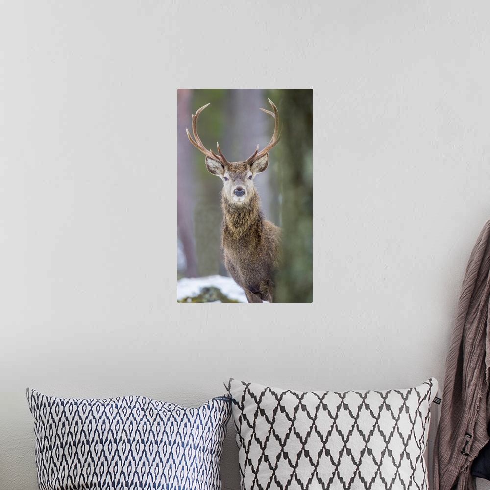 A bohemian room featuring Red deer stag (Cervus elaphus), Scottish Highlands, Scotland, United Kingdom, Europe