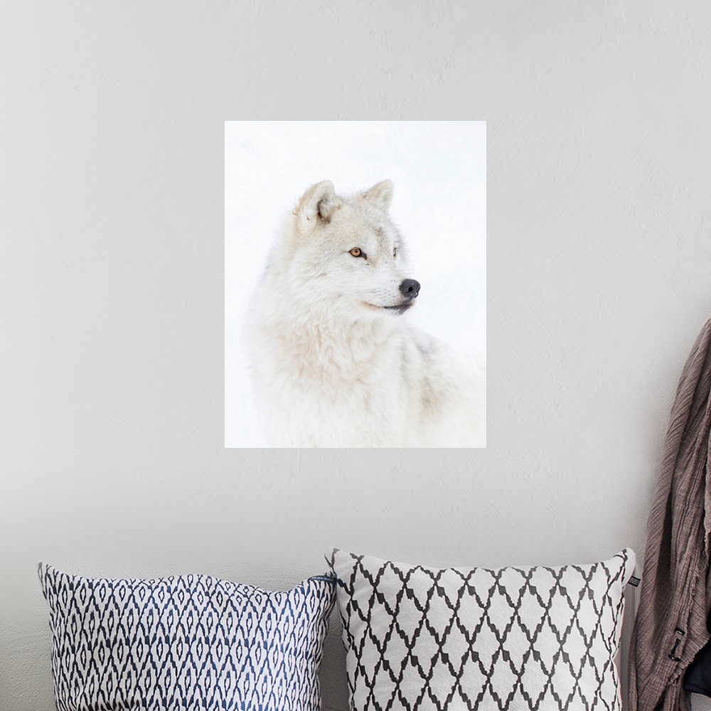 A bohemian room featuring Portrait Of An Arctic Wolf