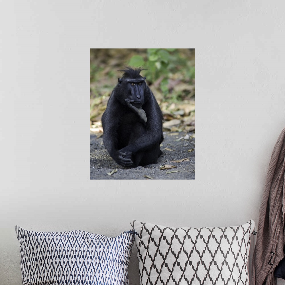 A bohemian room featuring A portrait of a monkey sitting on the ground in a humorous pose as if pondering a thought.