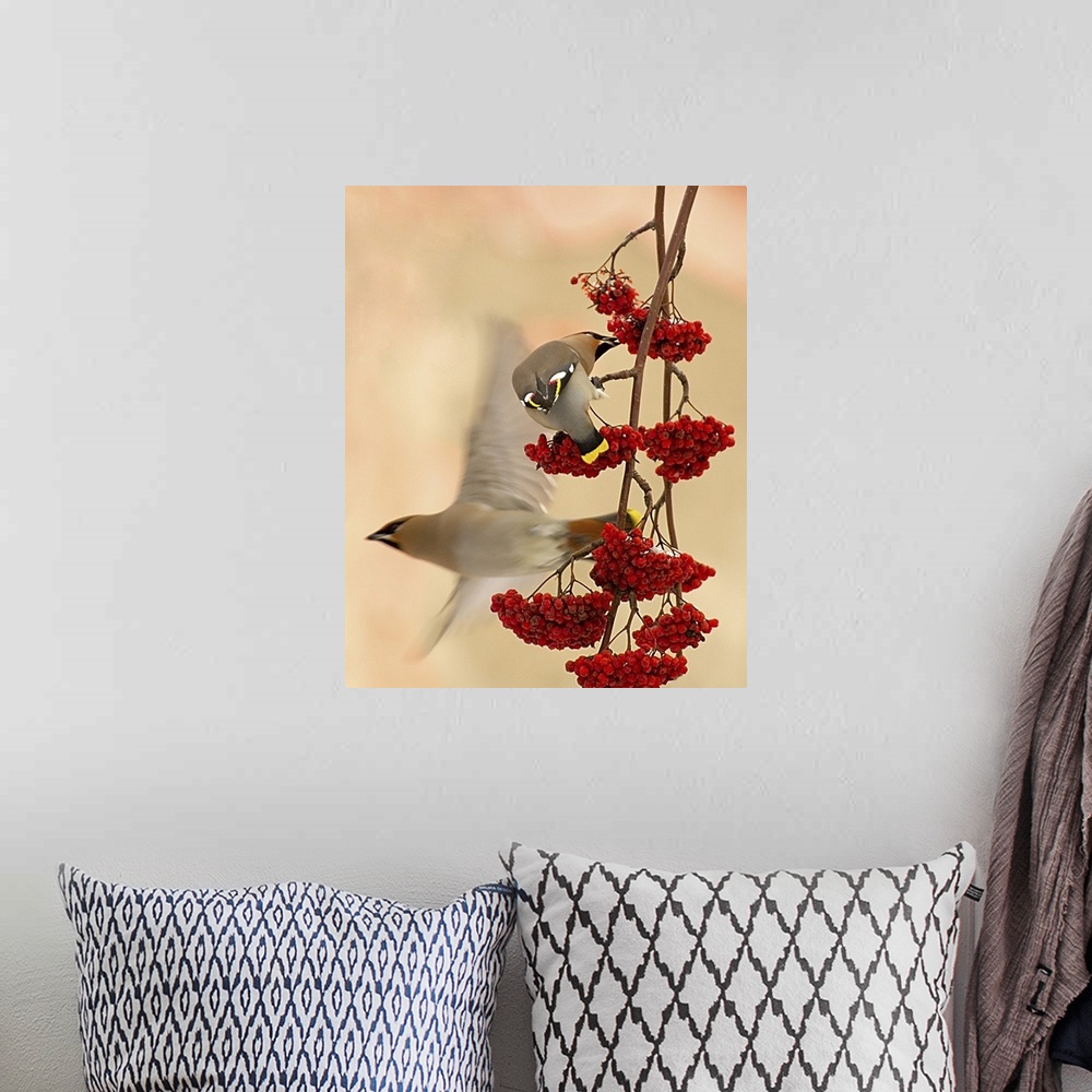 A bohemian room featuring A Cedar Waxwing eats berries hanging from a branch as another flies off.
