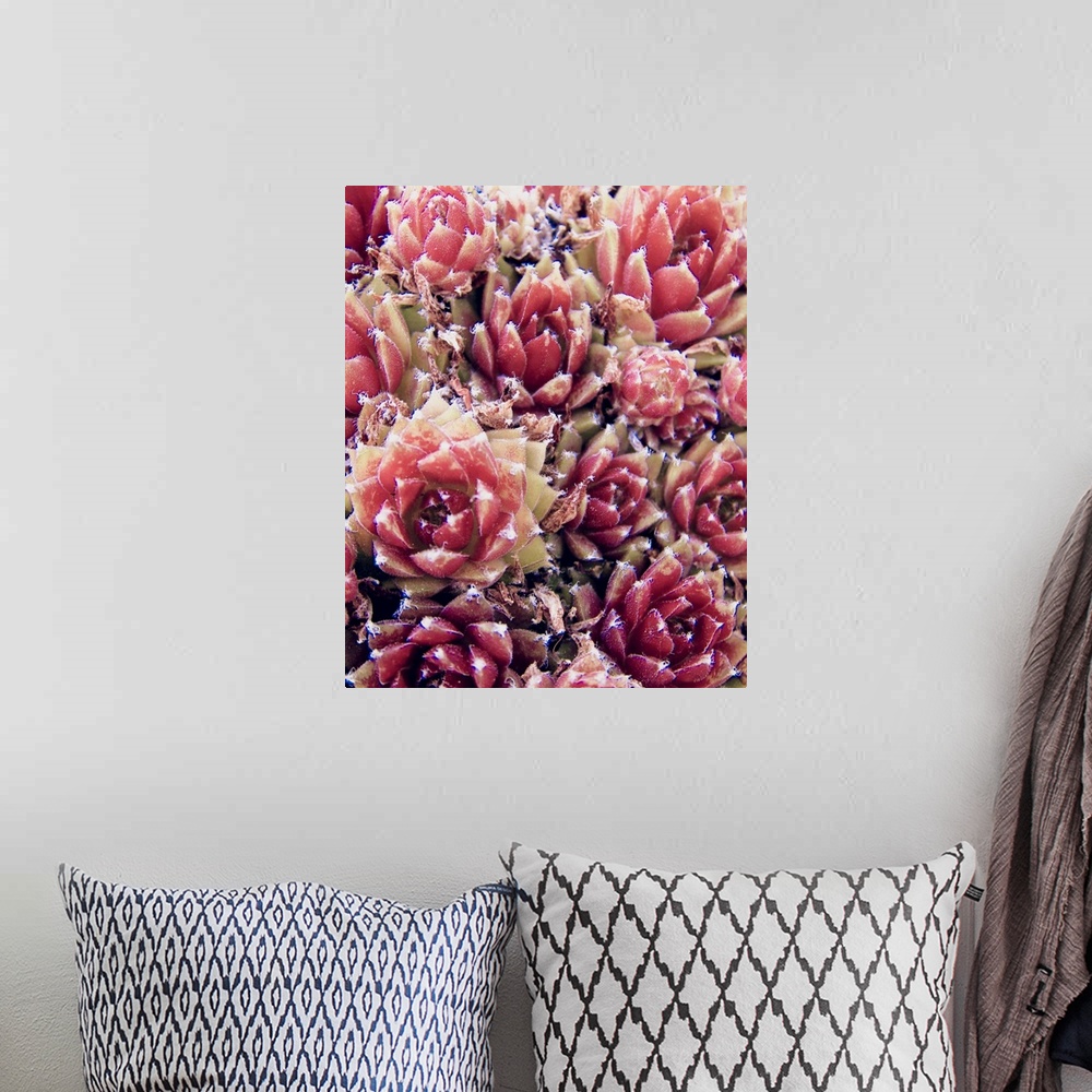A bohemian room featuring Red Succulents New Born