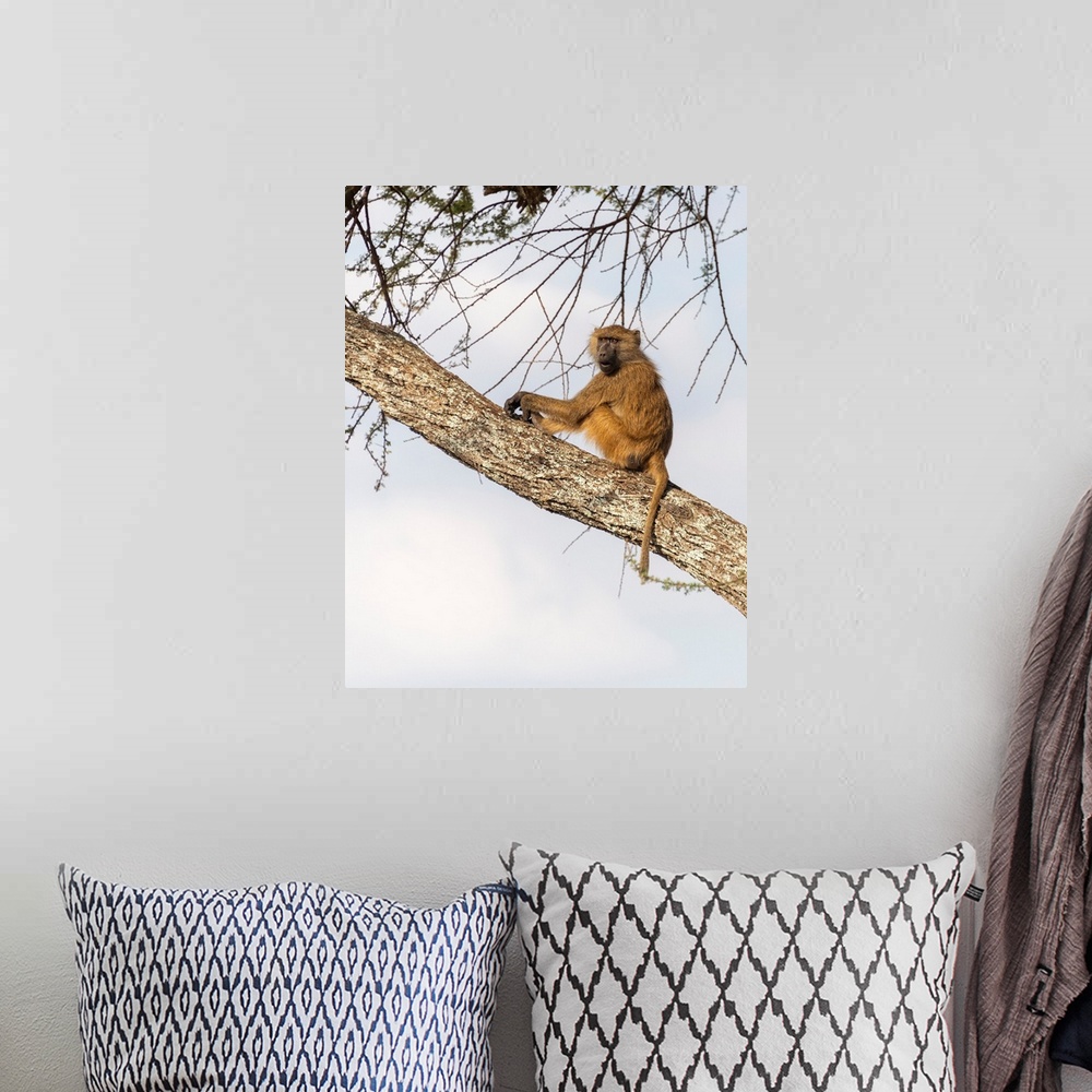A bohemian room featuring A single baboon high in a tree