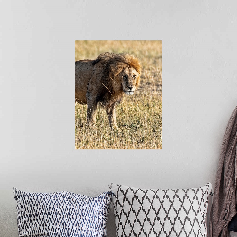 A bohemian room featuring A male lion in Tanzania, Africa