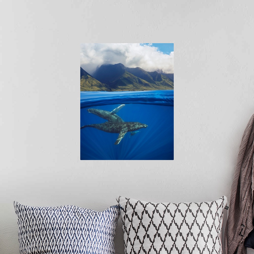 A bohemian room featuring A split image of a pair of humpback whales (Megaptera novaeangliae) underwater in front of the We...