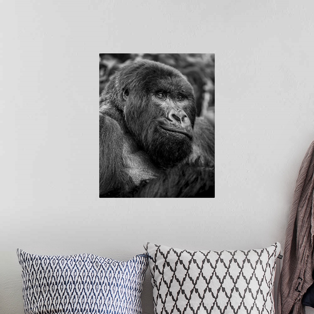 A bohemian room featuring Black and white close-up portrait of a gorilla, northern province, Rwanda.