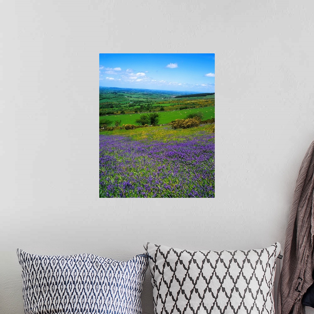 A bohemian room featuring Bluebell Flowers On A Landscape, County Carlow, Republic Of Ireland