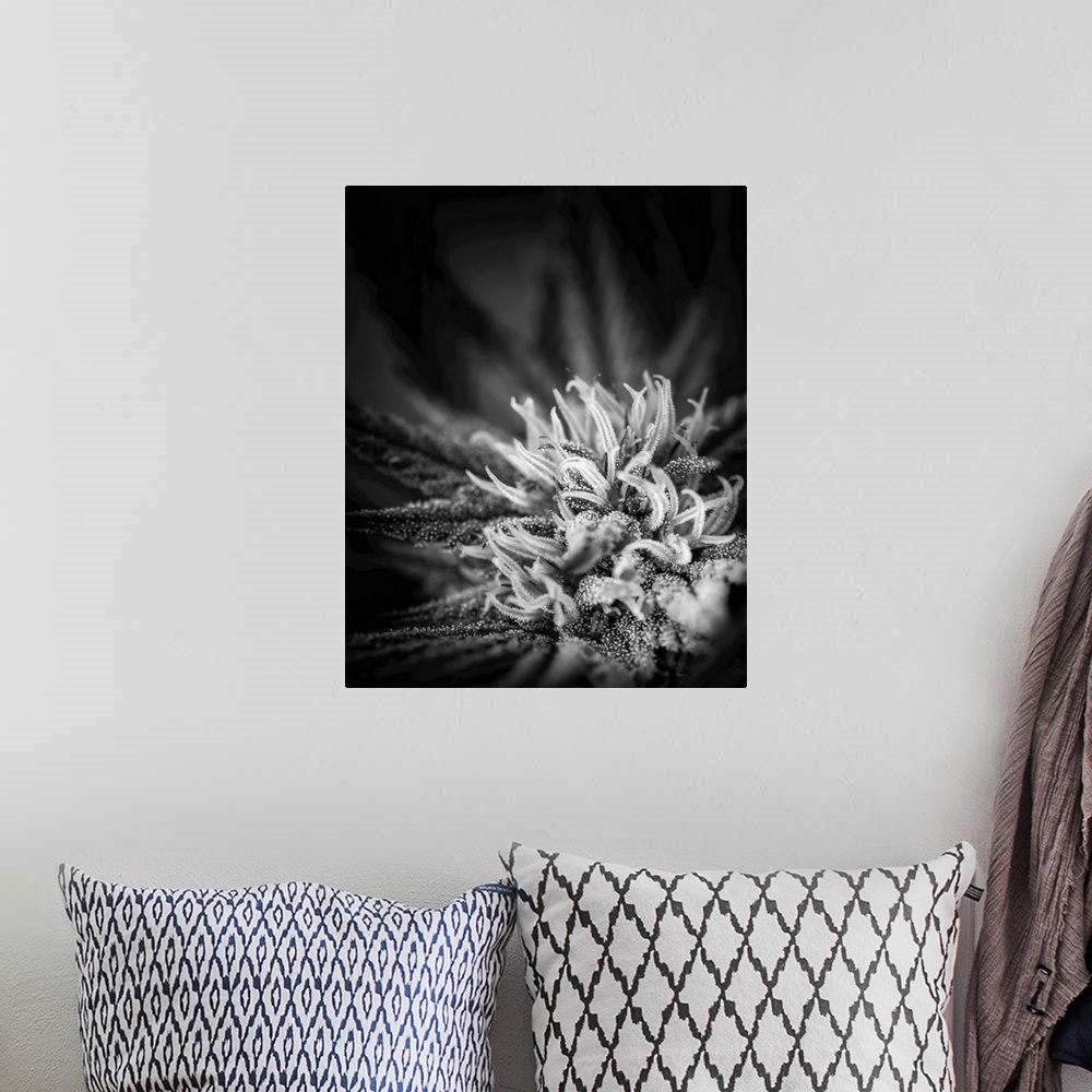 A bohemian room featuring Close-up of a maturing cannabis plant and flower with visible trichomes. Marina, California, unit...