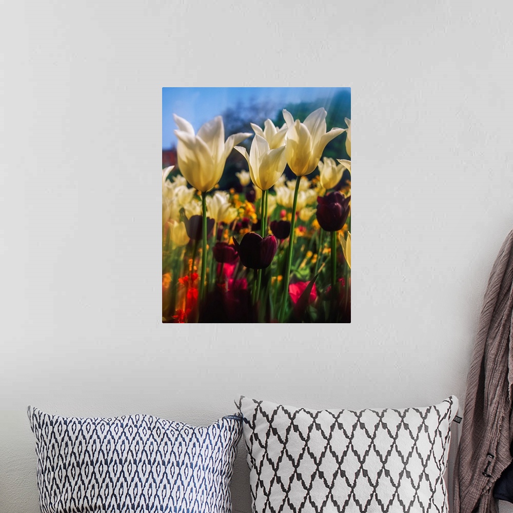 A bohemian room featuring Close-up of tulips in Merrion square garden, Dublin, Ireland.